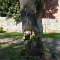 Abbattimento cedro