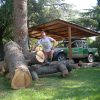 Abbattimento cedro