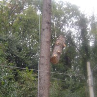 Abbattimento cedro