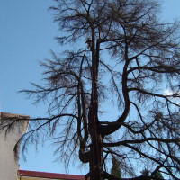 Abbattimento cedro del libano secco