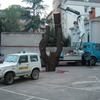Abbattimento cedro del libano secco