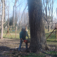 Abbattimento con taglio alla base di grosso pioppo secco
