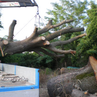 Grosso rovere crollato in seguito ad una tromba d'aria devastante
