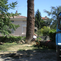 Abbattimento cedro