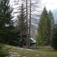 Abbattimento larici