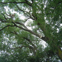 Potatura Celtis Australis (Bagolaro) secolare