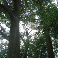 Potatura Celtis Australis (Bagolaro) secolare