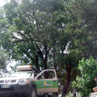 Potatura Celtis Australis (Bagolaro) secolare