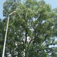 Potatura Celtis Australis (Bagolaro) secolare